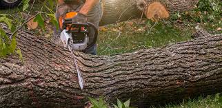 Lawn Renovation and Restoration in Provo, UT