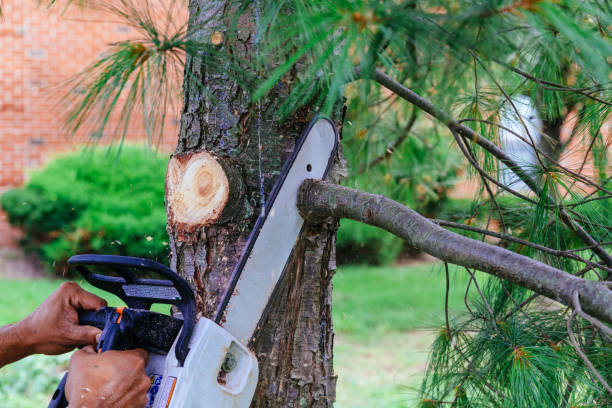 How Our Tree Care Process Works  in  Provo, UT